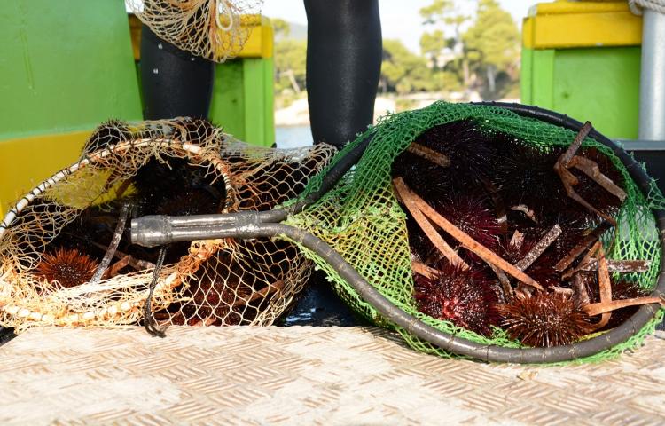 Oursins Méditerranée dans l'épuisette de pêcheurs professionnels